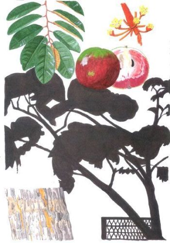 Cainito Star-Apple - Chrysophyllum cainito - златолист обыкновенный, звездное яблоко